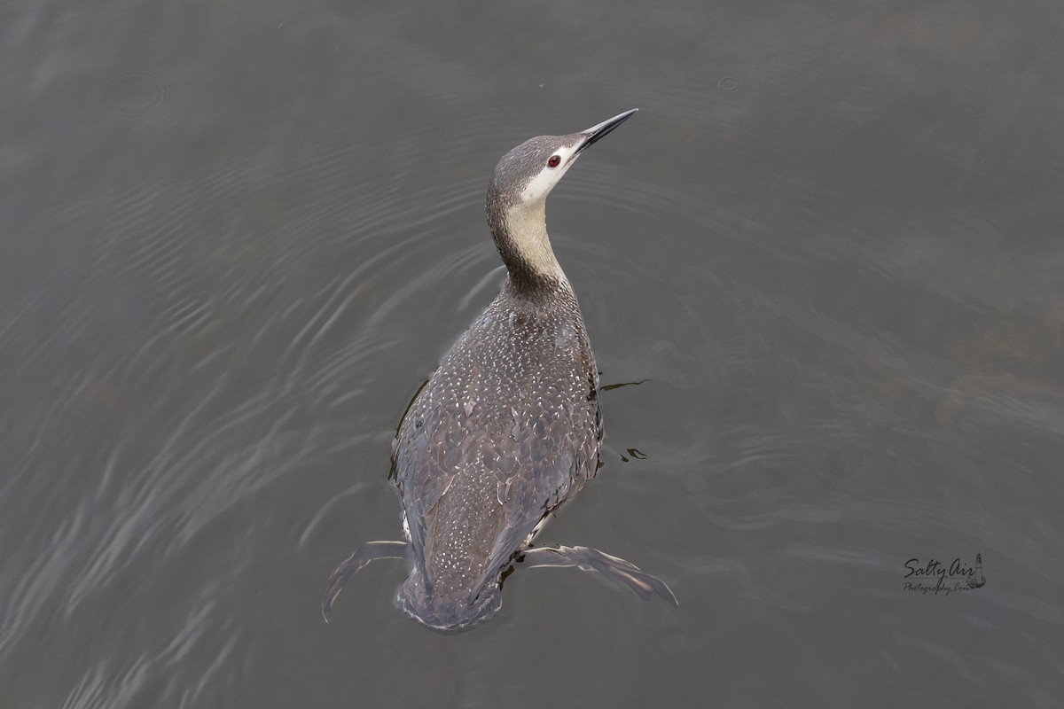 Red-throated Loon - ML442050351