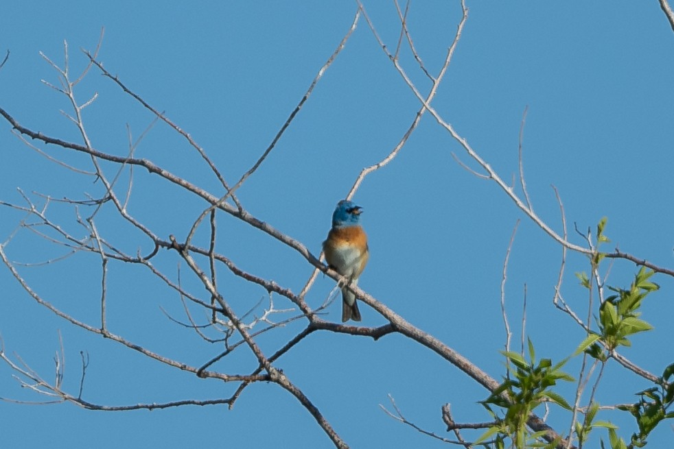 Lazuli Bunting - ML442051501