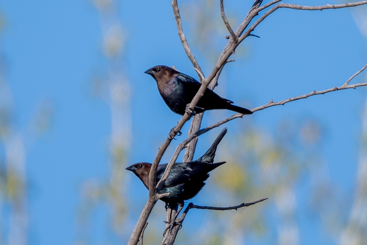 Brown-headed Cowbird - ML442051561