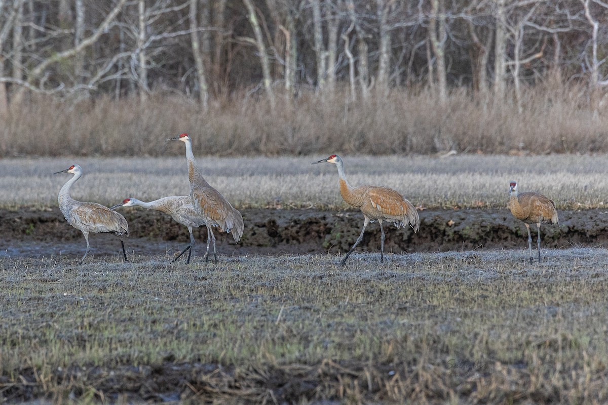 Sandhill Crane - ML442051841