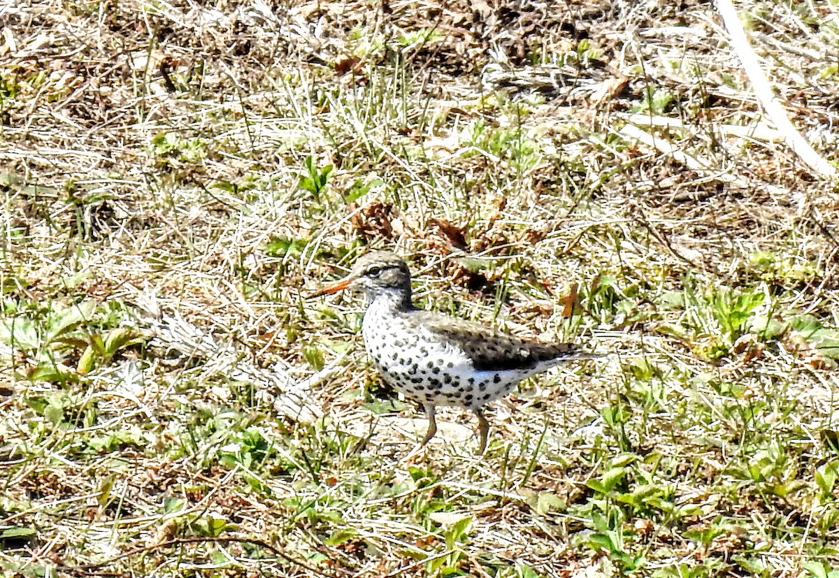 Spotted Sandpiper - ML442052131