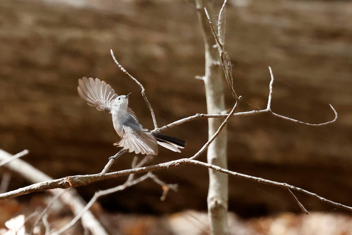 Blue-gray Gnatcatcher - ML442053171