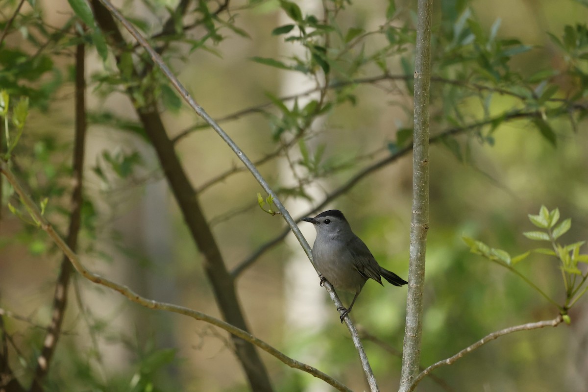 Gray Catbird - ML442053271