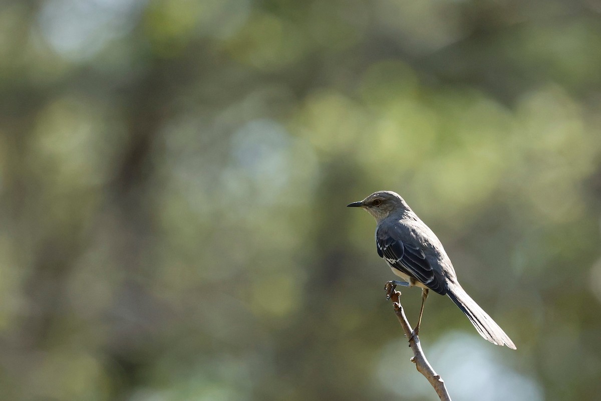 Northern Mockingbird - ML442053301