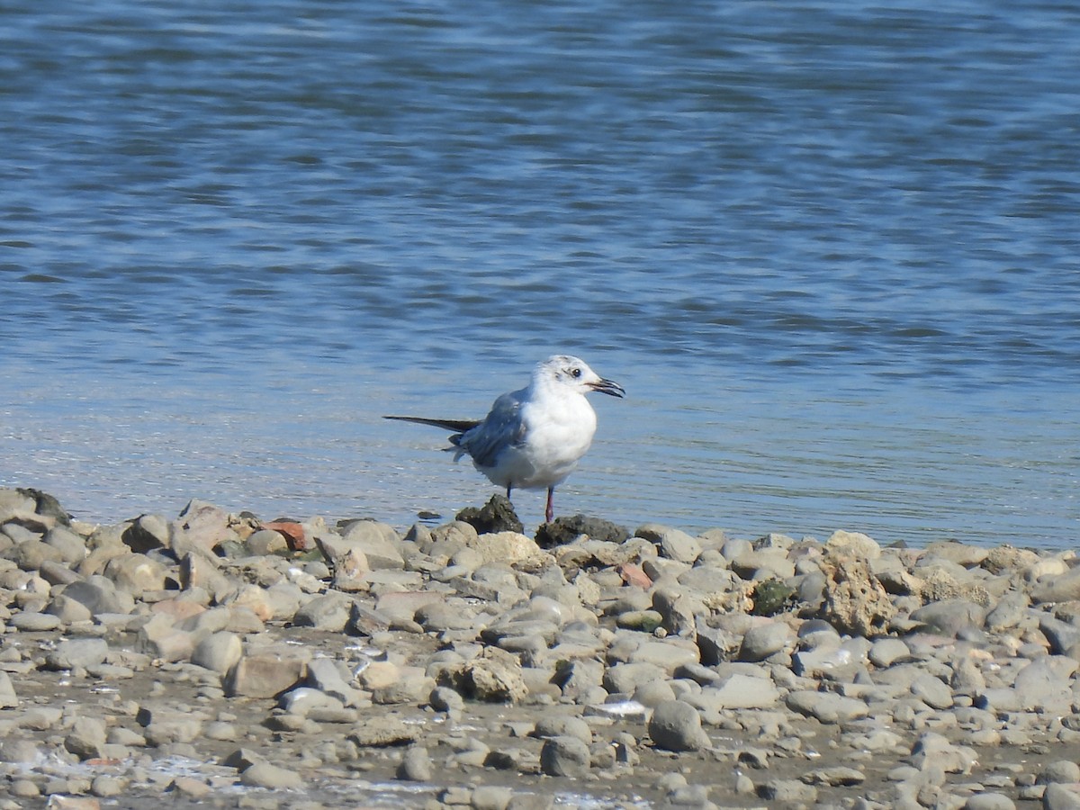 Saunders's Gull - ML442053421