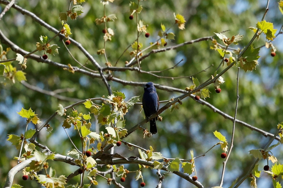 Blue Grosbeak - Ryan Steiner