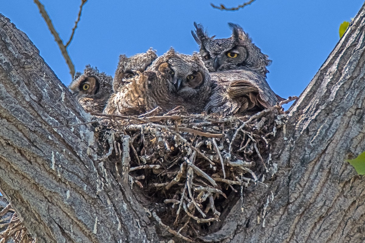 Great Horned Owl - Vic Hubbard