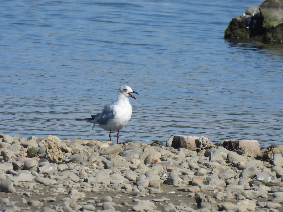 Saunders's Gull - ML442054071