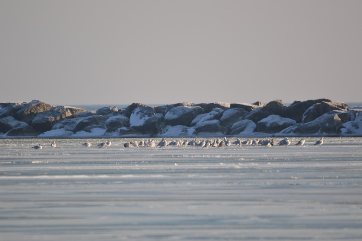 Herring Gull - ML44205441