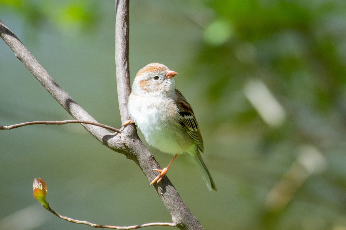 Field Sparrow - ML442056711