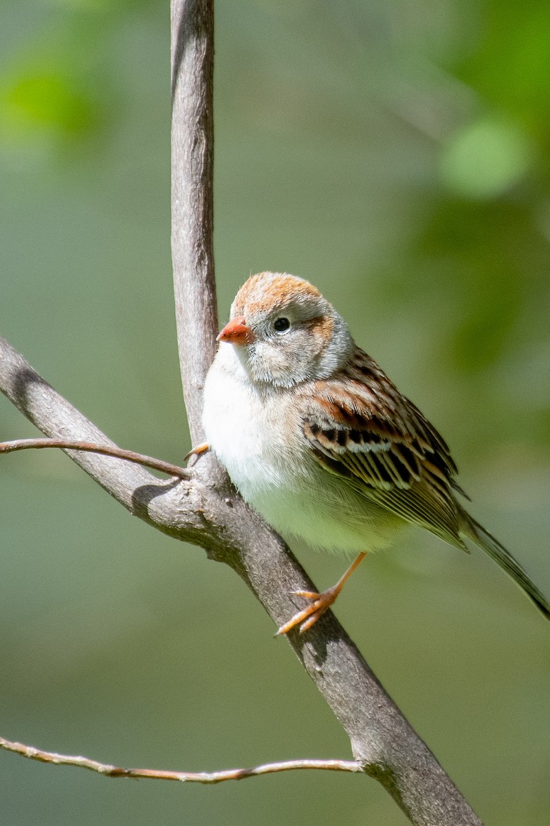 Field Sparrow - ML442056731