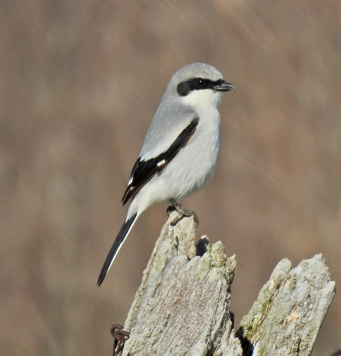 Pie-grièche migratrice - ML442056771