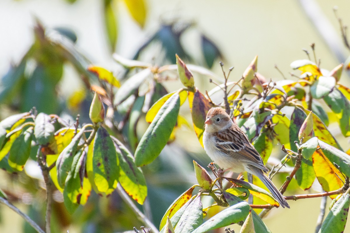 Field Sparrow - ML442056791