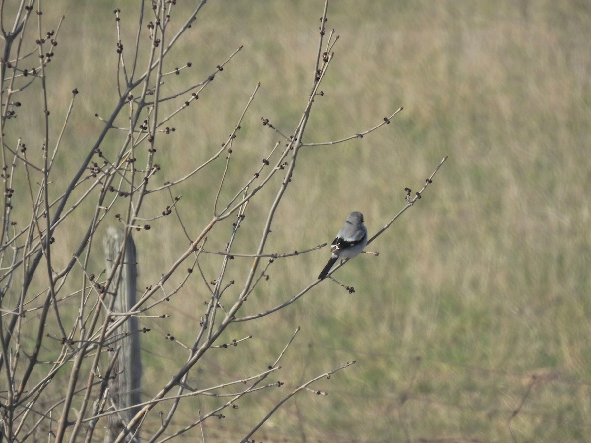 Pie-grièche migratrice - ML442056811