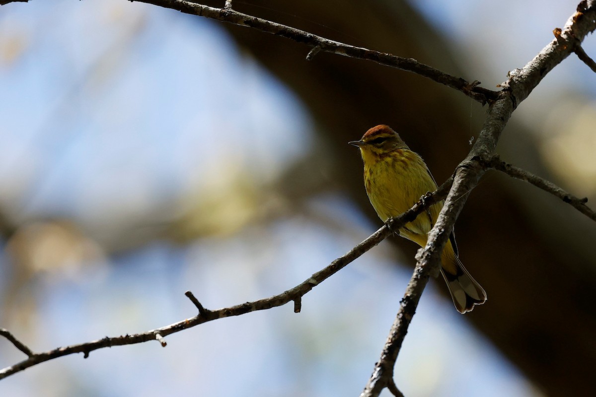 Palm Warbler (Yellow) - ML442057771