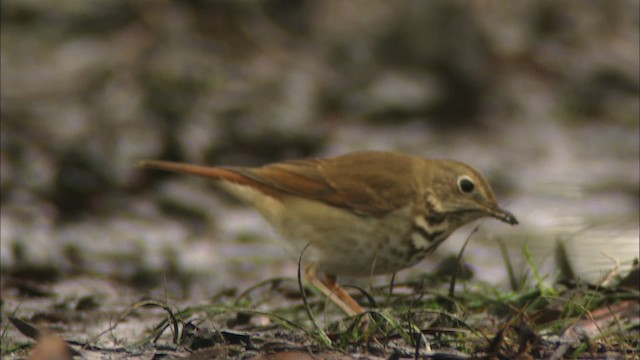 Hermit Thrush - ML442058