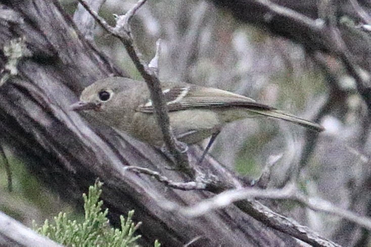 Hutton's Vireo - ML442058291