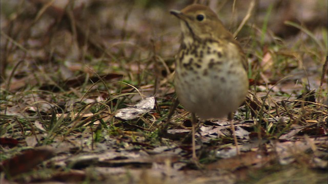 Hermit Thrush - ML442059