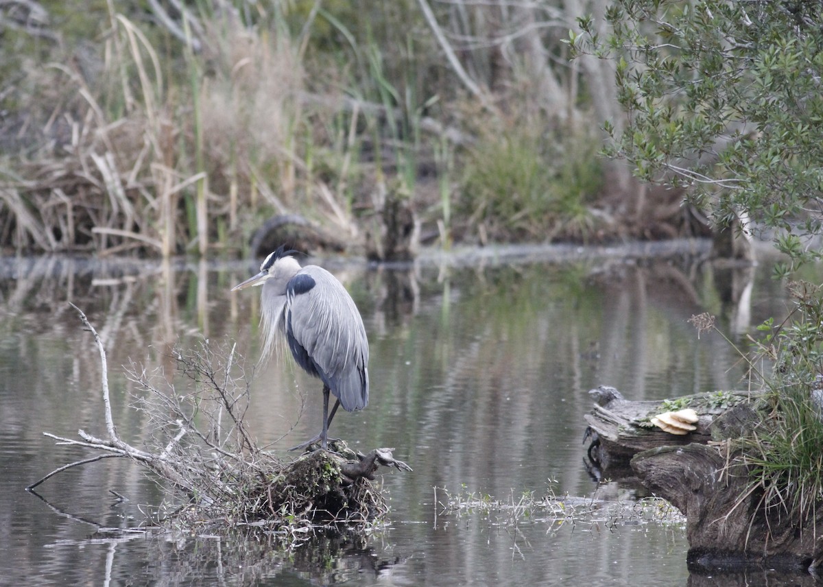 Great Blue Heron - ML44205951