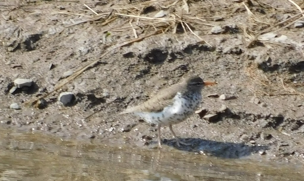 Spotted Sandpiper - ML442059631