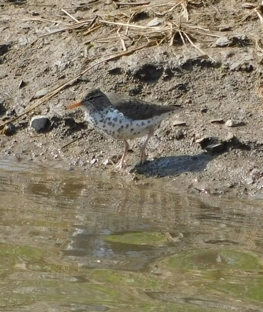 Spotted Sandpiper - ML442059661