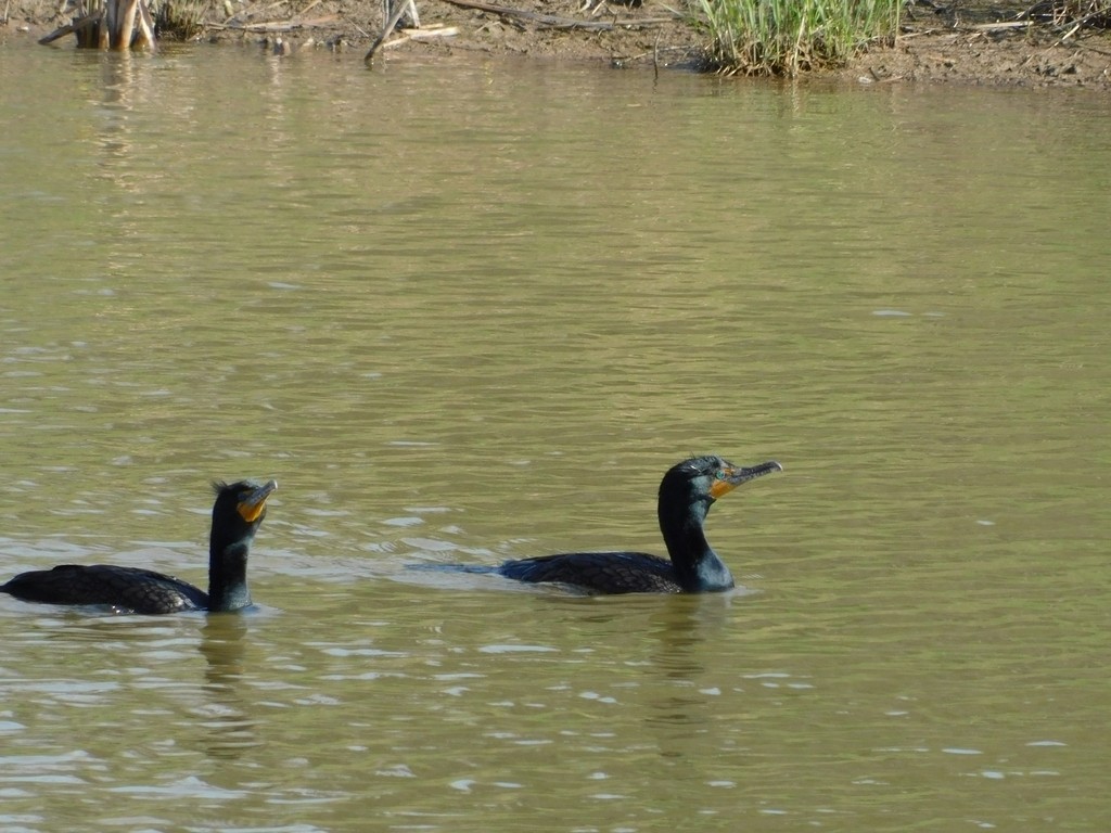 Double-crested Cormorant - ML442059771