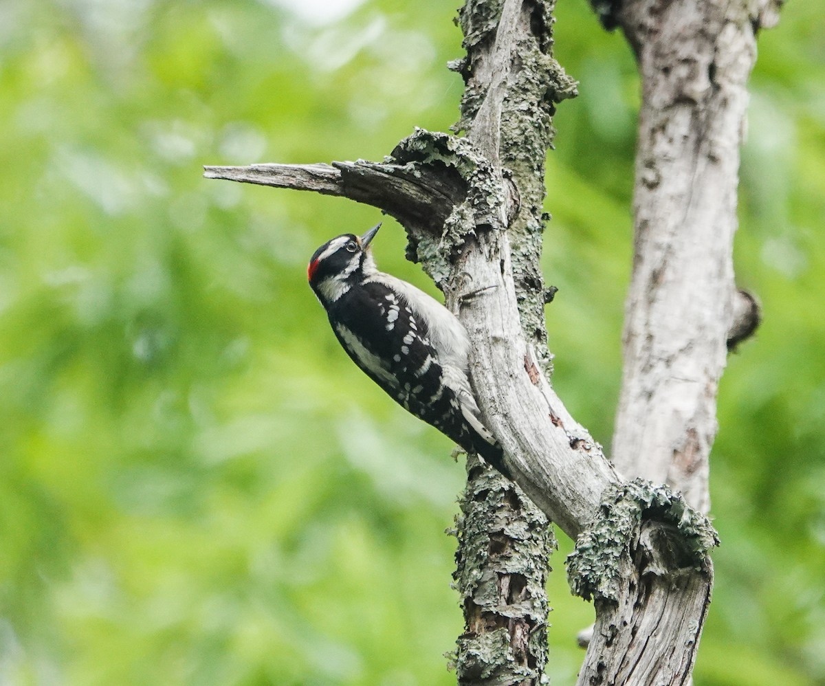 Downy Woodpecker - Dave Hart