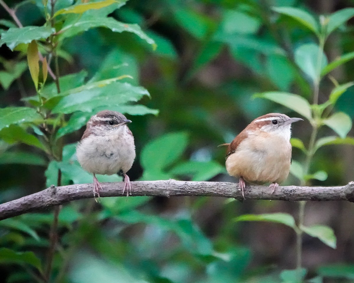 Carolina Wren - ML442059991