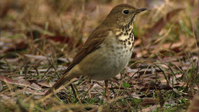 Hermit Thrush - ML442060