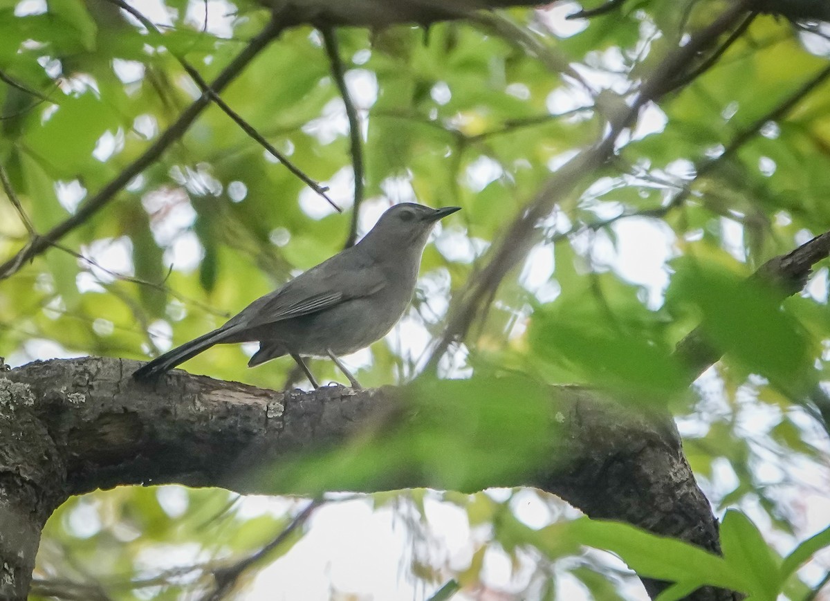 Pájaro Gato Gris - ML442060131