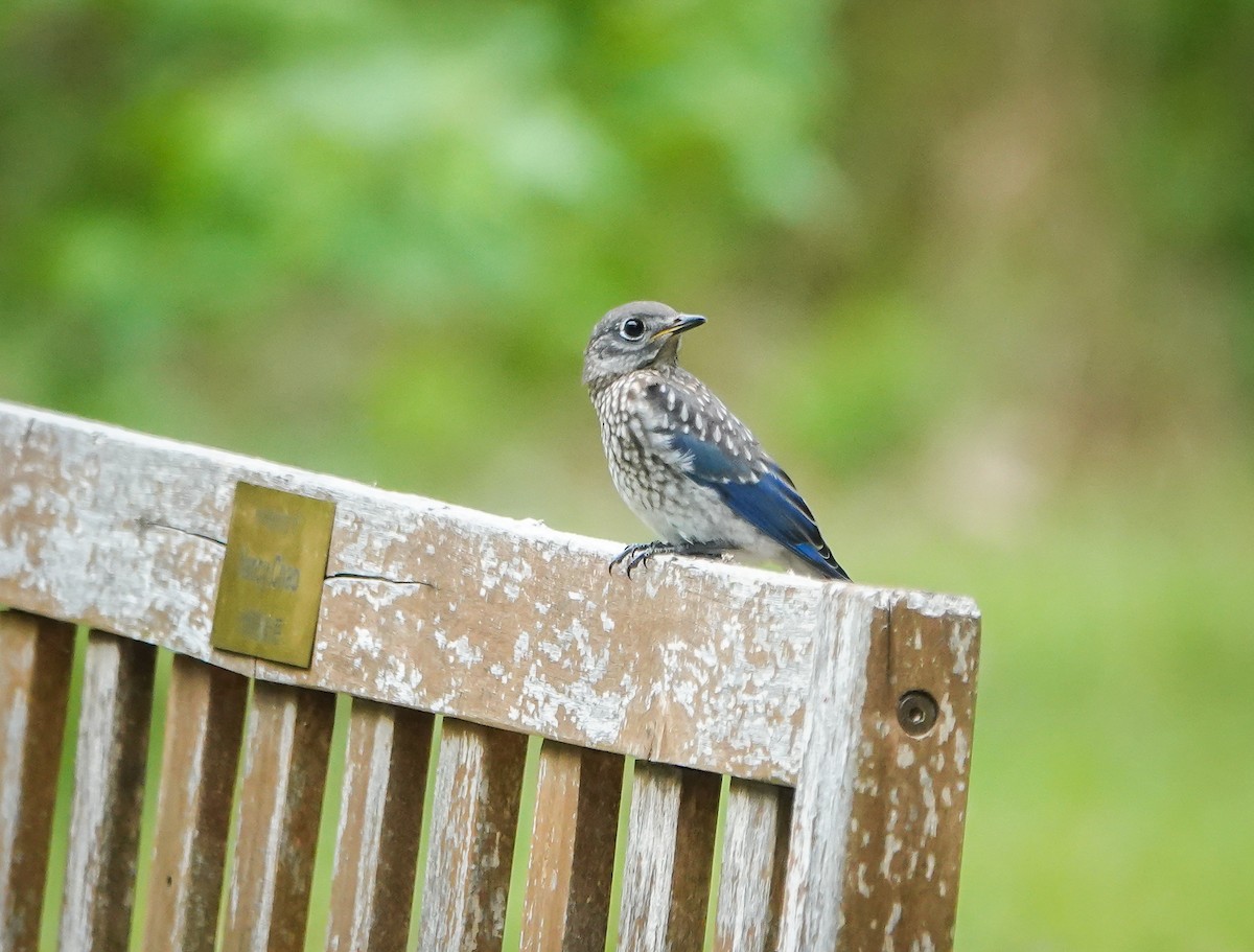 Eastern Bluebird - Dave Hart