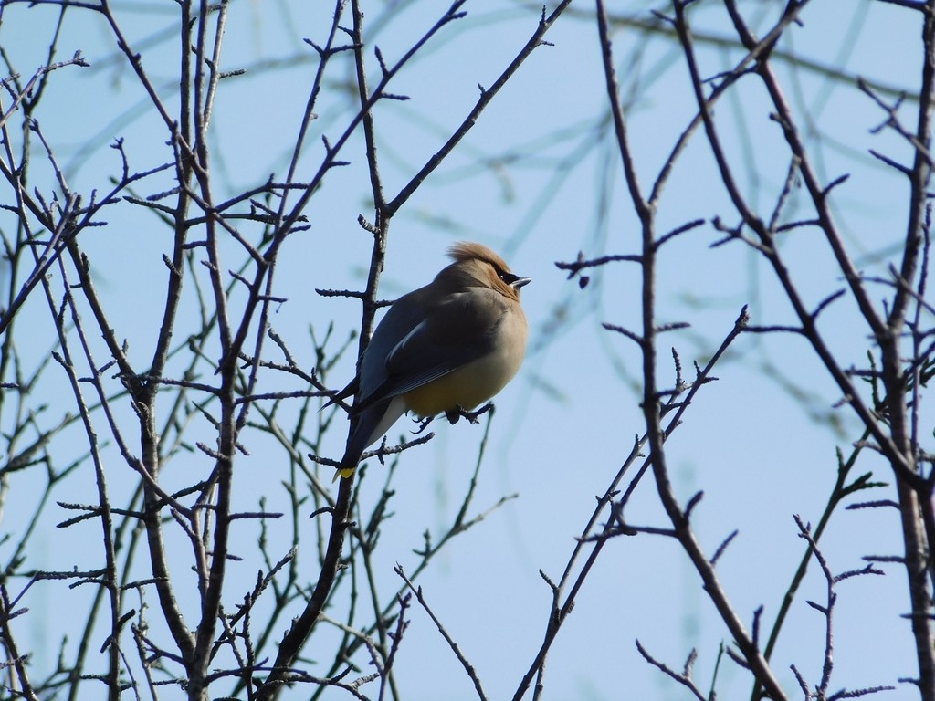 Cedar Waxwing - ML442060171