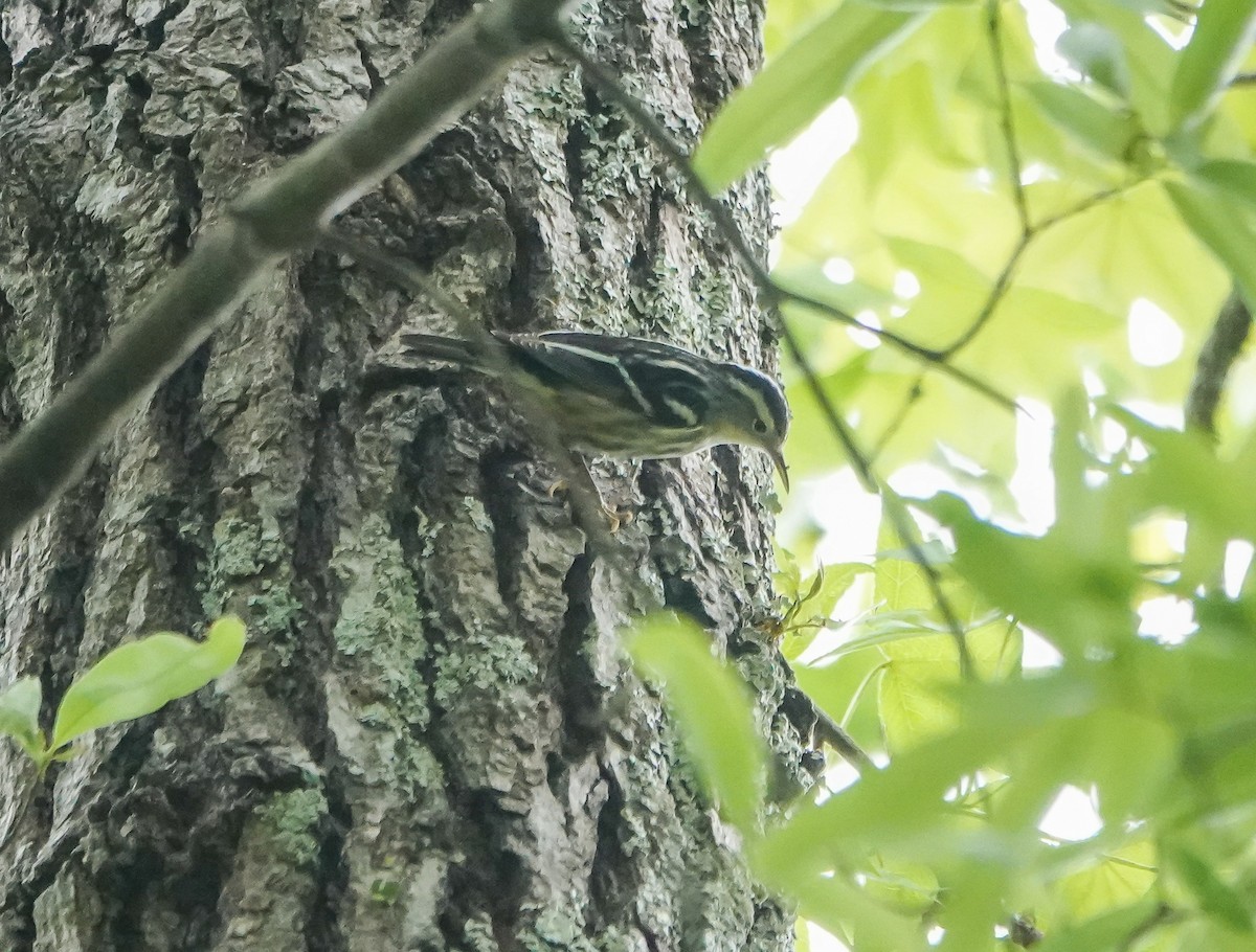 Black-and-white Warbler - Dave Hart