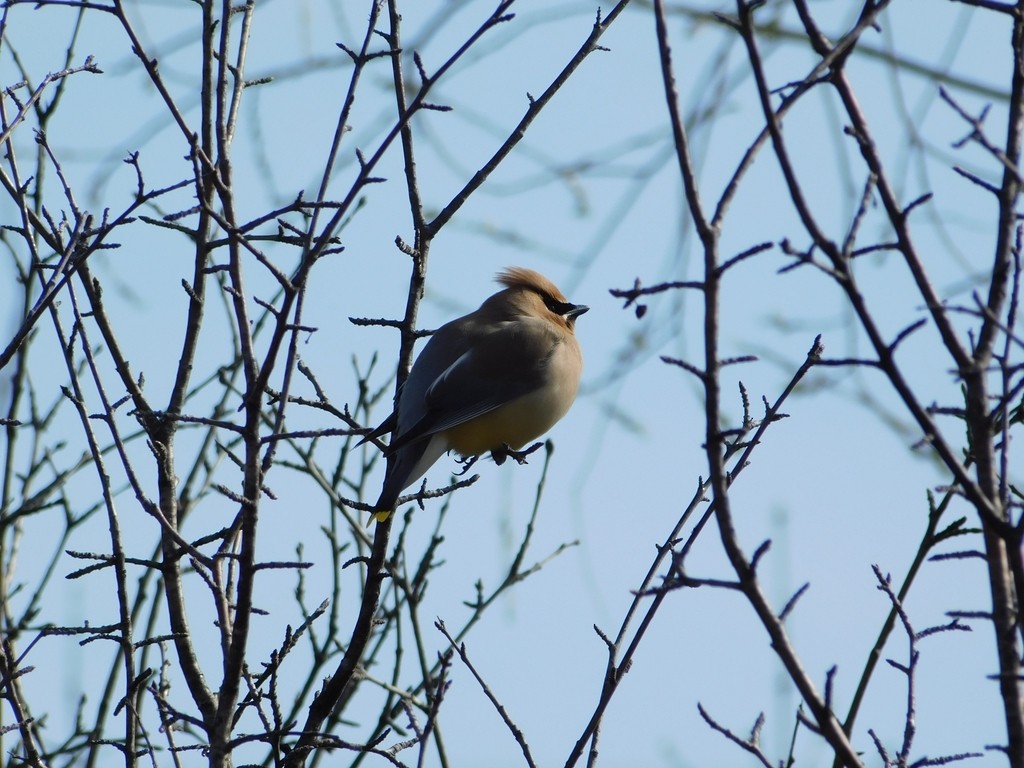 Cedar Waxwing - ML442060231