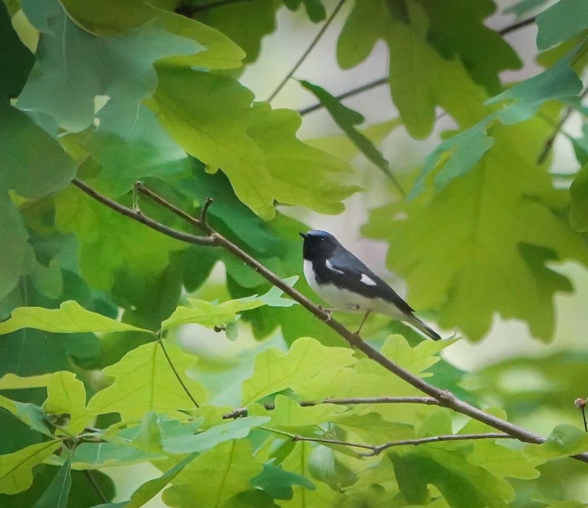 Black-throated Blue Warbler - ML442060281