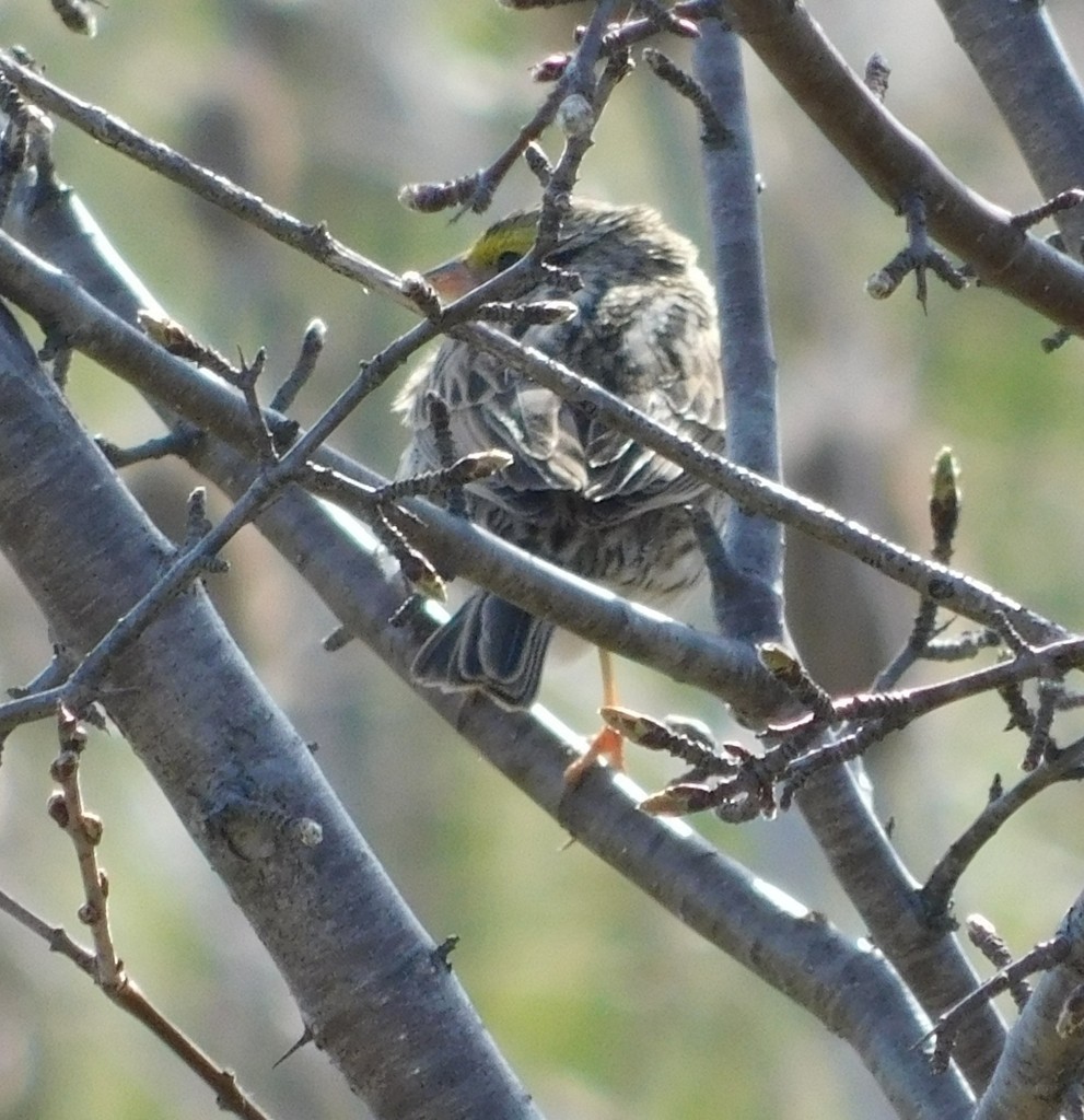 Savannah Sparrow - ML442060361