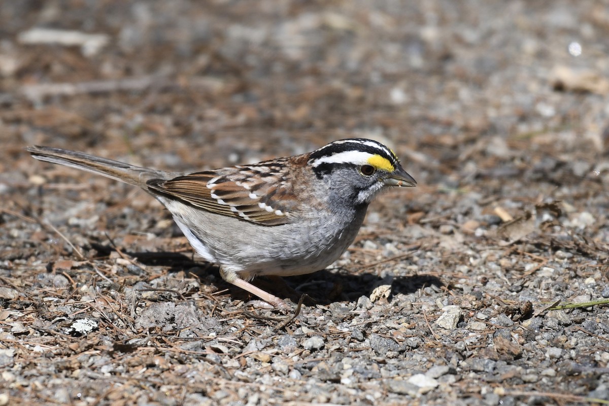 White-throated Sparrow - ML442060731