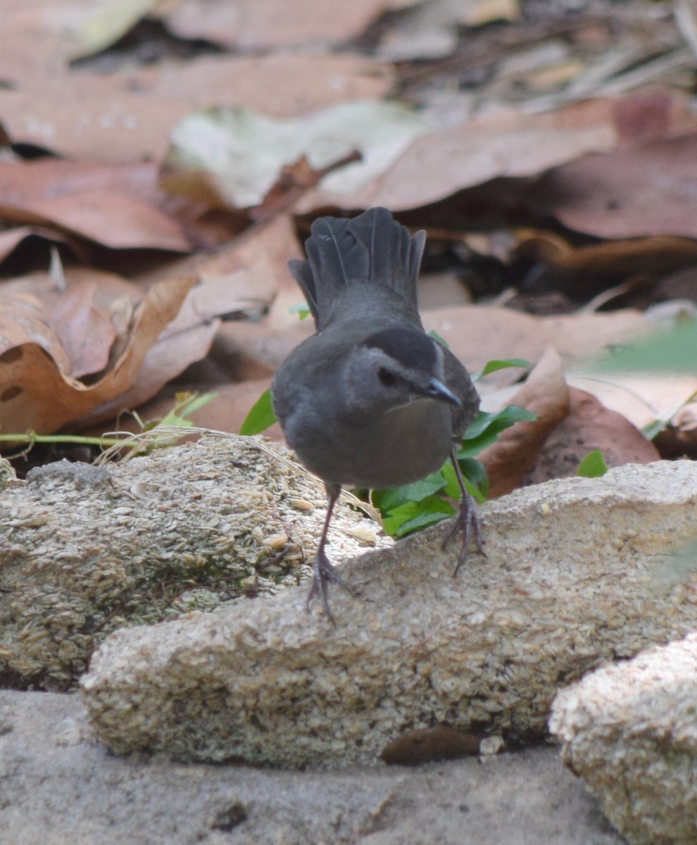 Pájaro Gato Gris - ML442062661