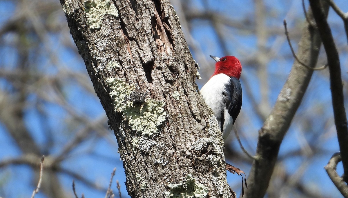 Red-headed Woodpecker - ML442063441