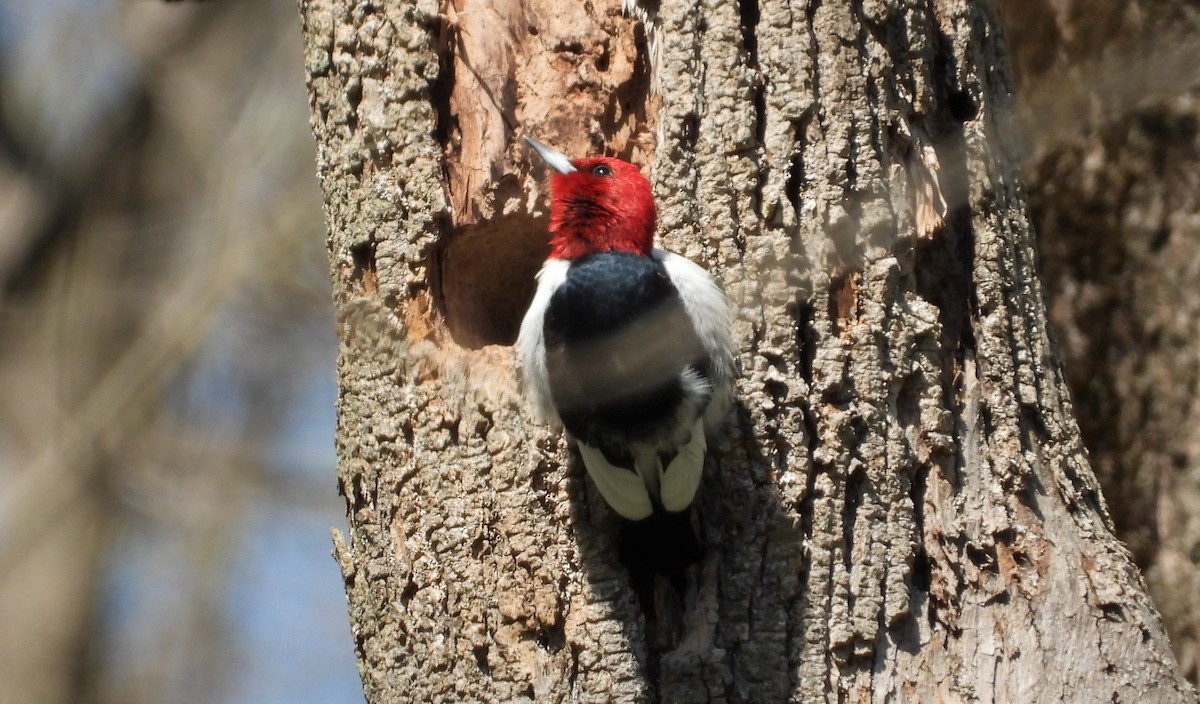 Red-headed Woodpecker - ML442063621