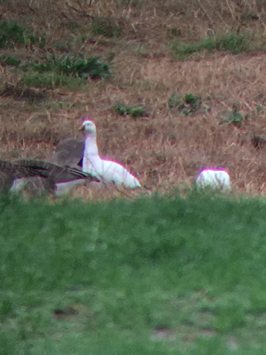 Ross's Goose - ML44206811