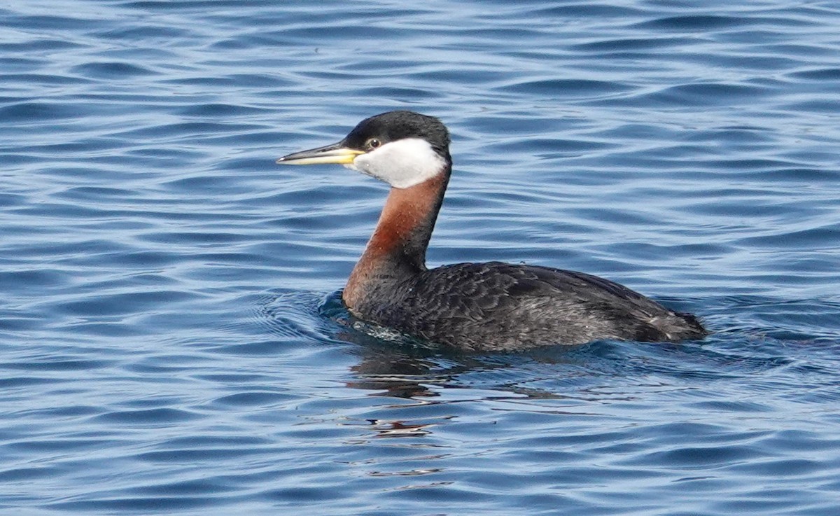 Red-necked Grebe - Paul Prior