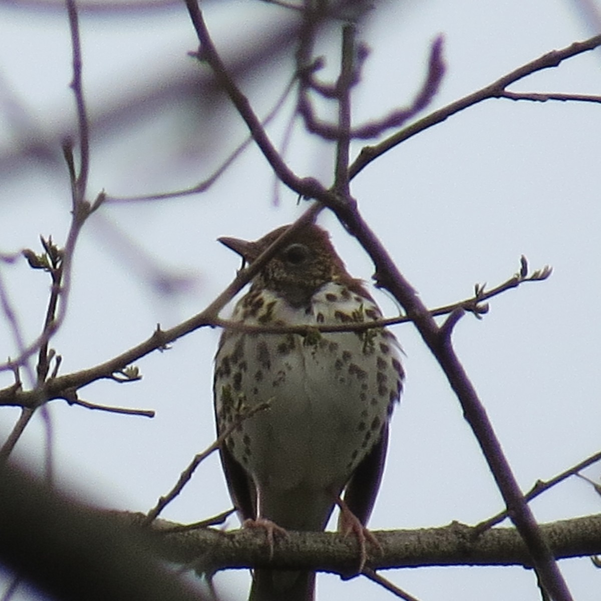 Wood Thrush - ML442068381