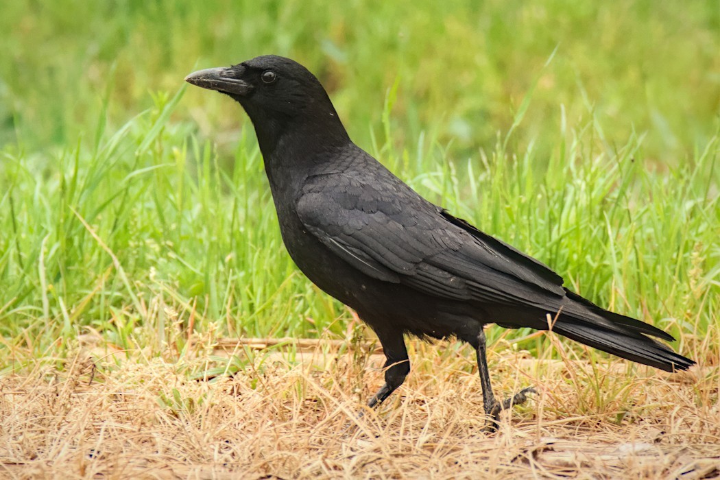 American Crow - ML442068811