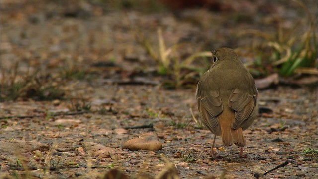 Hermit Thrush - ML442069
