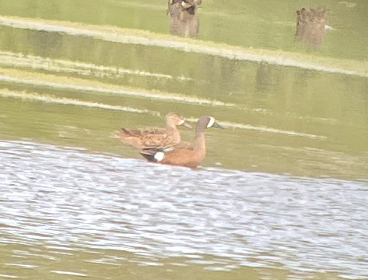 Blue-winged Teal - ML442069691