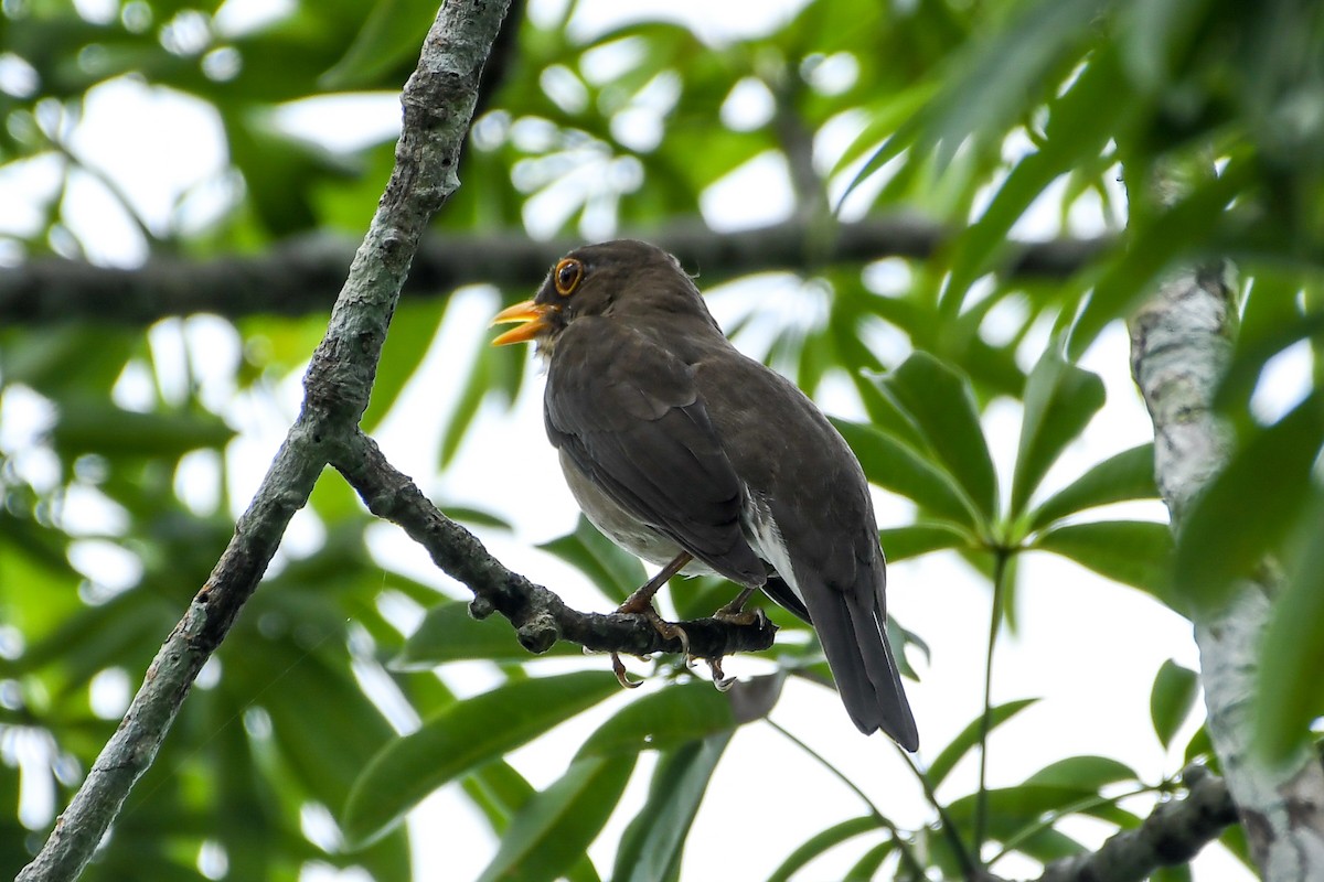 Lawrence's Thrush - ML442070311