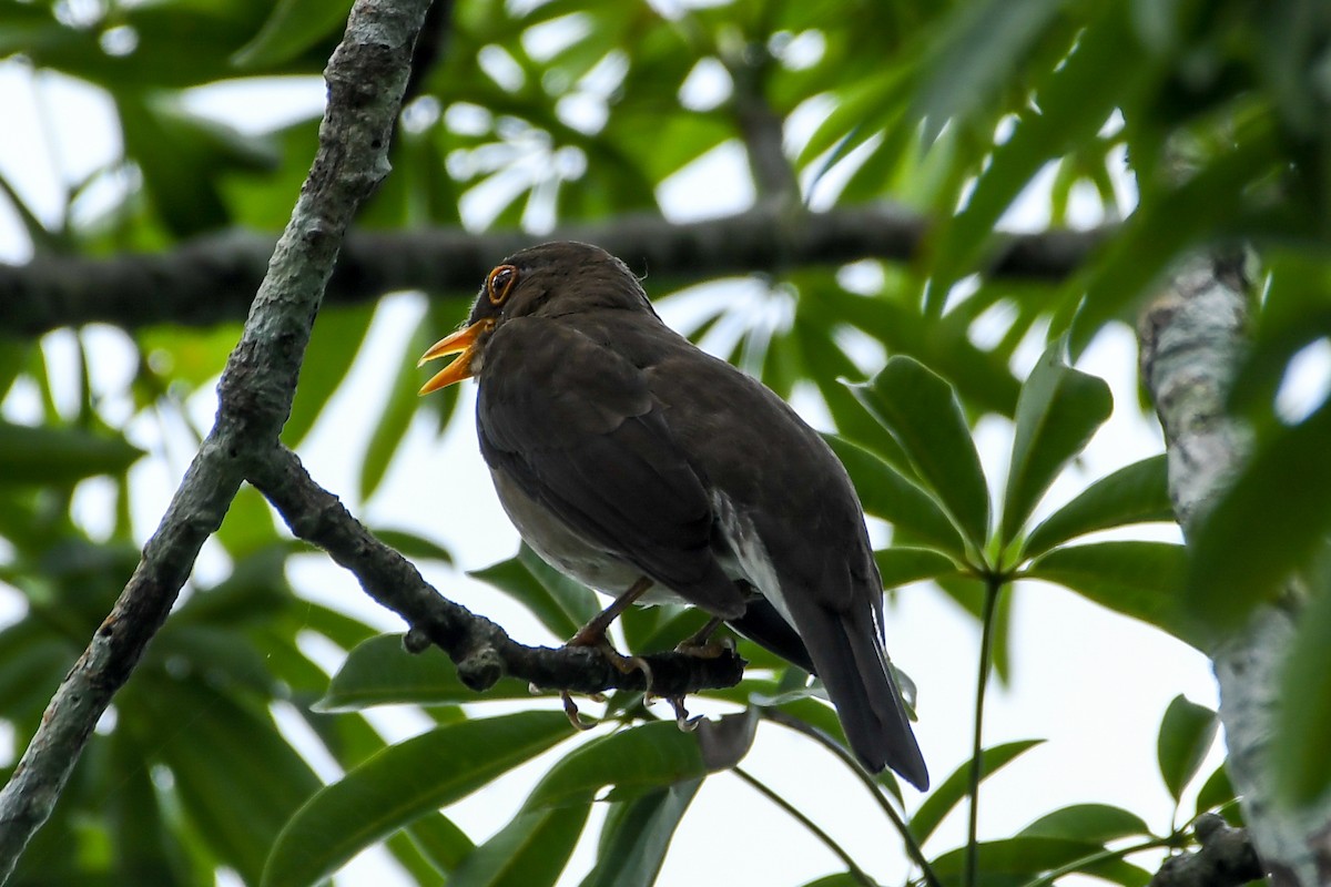 Lawrence's Thrush - ML442070451