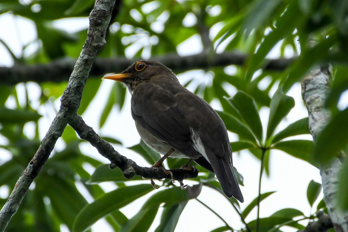 Lawrence's Thrush - ML442070501