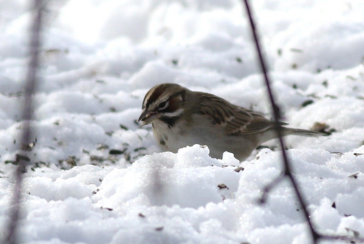 Lark Sparrow - ML44207221